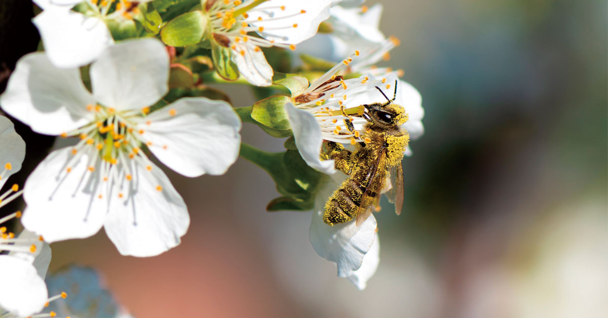 producto local abeja polinizando