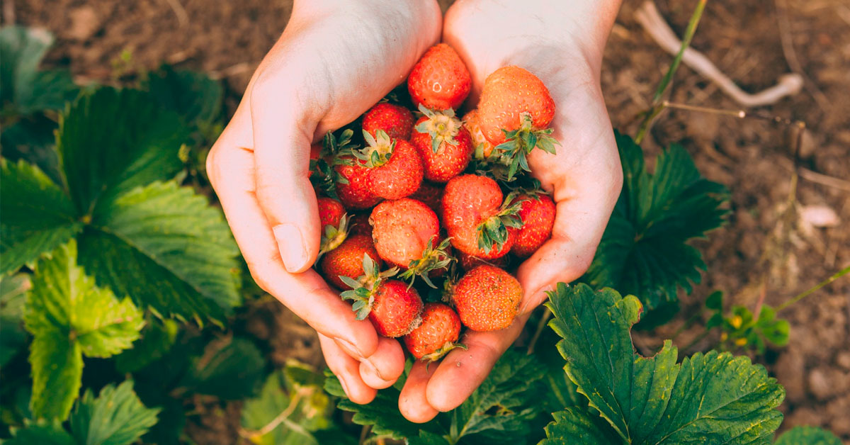 producto local fresas