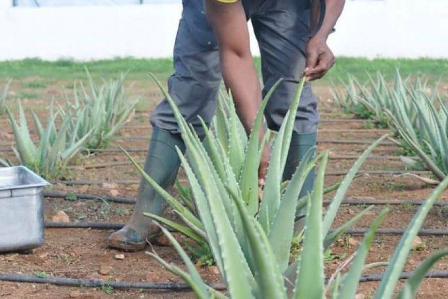 Ibizaloe