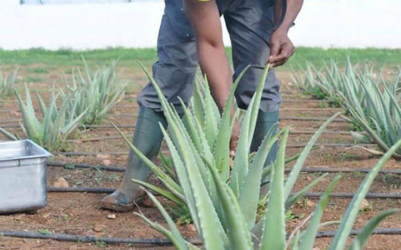 Ibizaloe