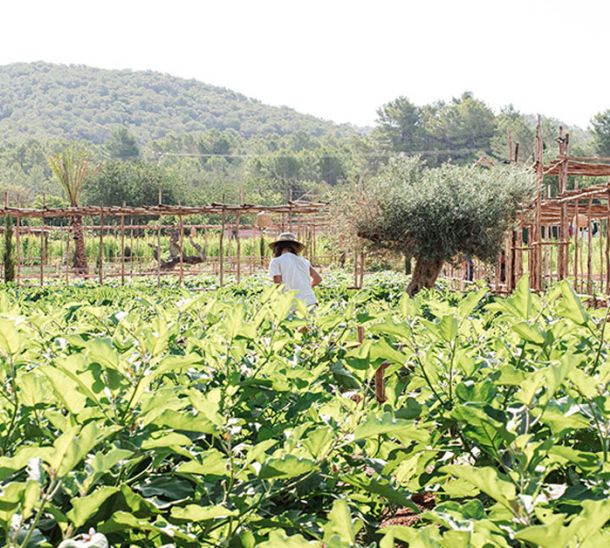 Productes de l'hort a la taula en La Veranda de Atzaró