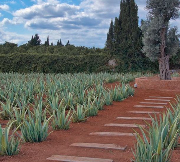 Ibizaloe: productos alimenticios con aloe vera de Ibiza